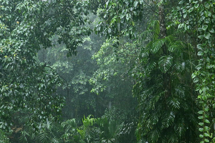 Itt található a magyar Jurassic World - A bakonyi dzsungelben található sziklafalak jura kori maradványokat tartalmaznak