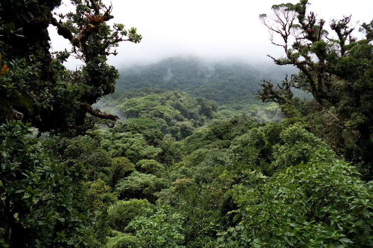 A lábán bőr nélkül, súlyos sérülésekkel került elő 5 hét után egy elveszett férfi az Amazonas dzsungeléből