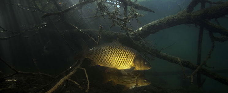 Grandiózus halszörnyet húztak ki a Balatonból, mindenkinek elakadt a lélegzete a méretes példány láttán