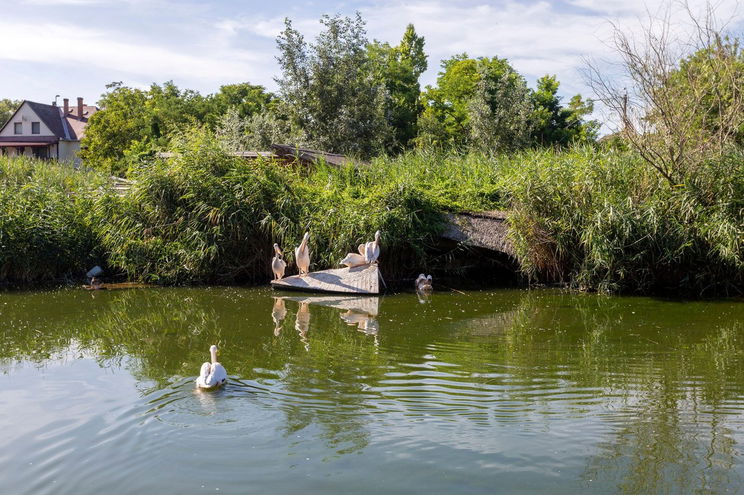 Kiszárad a Tisza, ha így folytatódik, óriási a baj a folyónál