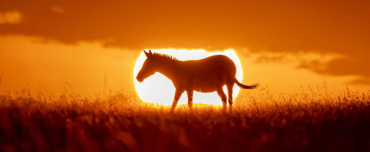 Zebra és ló nászából született utód, rendkívüli a kinézete