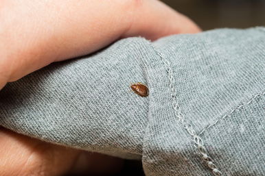 Két fiatal nő halt meg egy szállodában, az ágyi poloskának is köze lehet a tragédiához