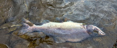 Ijesztő, idegen faj pusztít a Körösben, a Duna és a Tisza is érintett