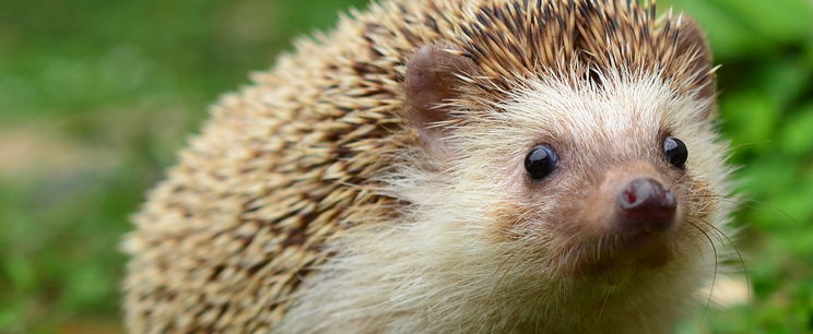 Minden eddiginél veszélyesebb élősködő jelent meg Magyarországon, ott lehet a te kertedben is