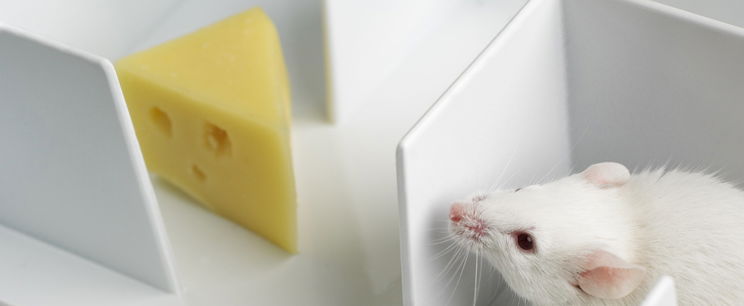 Döbbenetes állatkísérletet végeztek, a kutatók is megijedtek az eredménytől