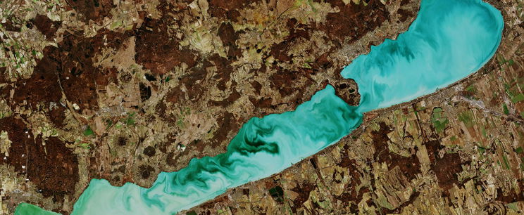 Kellemetlen új élőlény jelenik meg a Balatonban, ez mindenkinek fájni fog
