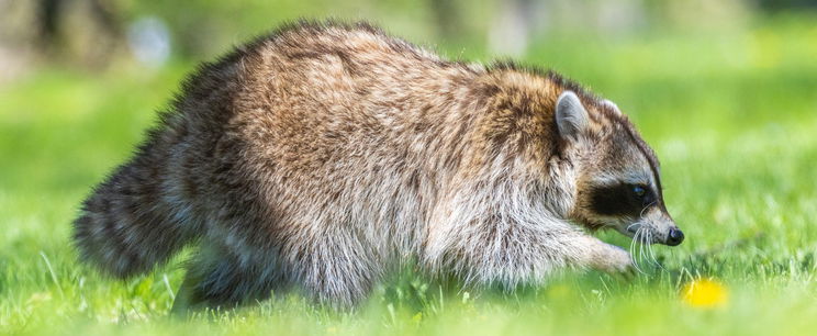 Mosómedvének és macskának született utóda? Hihetetlen történet terjed, ám az igazság egész máshol fekszik