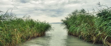 Példátlan videó jött a Balatonról, sokan azt írják, be se mennek a vízbe, miután ezt látták
