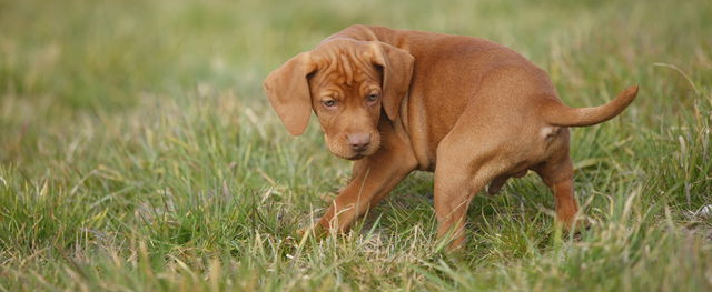Mit jelent a vizsla kutya neve? 1000 éve megmutatták már híres krónikák 