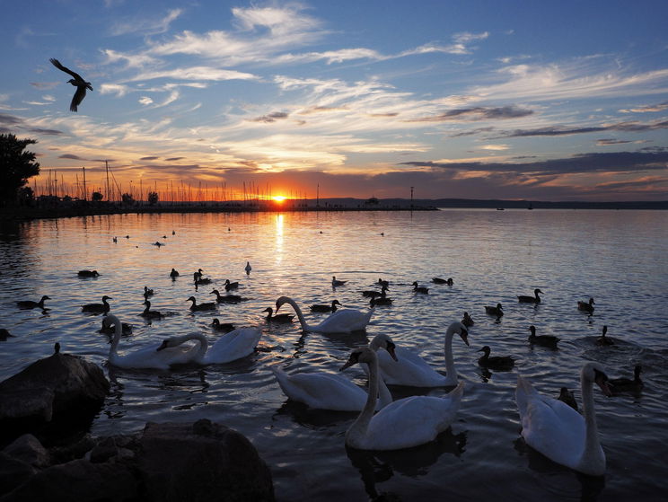 Hülye ötletre vállalkozott egy magyar srác a Balatonnal kapcsolatban, csúnya lett a vége