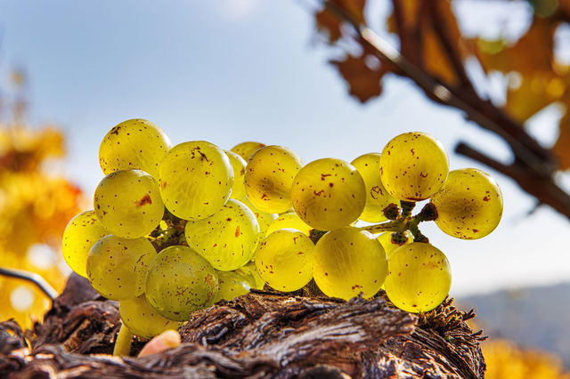 Váratlanul rengeteg aranyat találtak a híres magyar vidéken, még a szőlőszemeket is beborítja