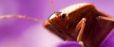 Itt az új poloska, sokkal durvábban néz ki, mint a többi, Magyarországon fedezték fel