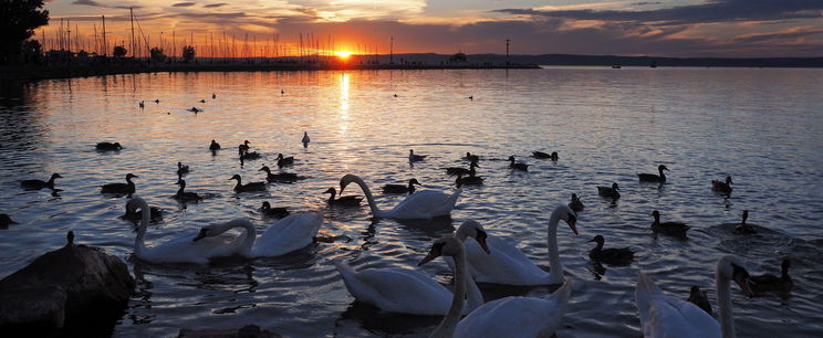 Borzasztó mértékben fogy a Balaton vize, letaglózó videót készítettek az egykor víz borította partról