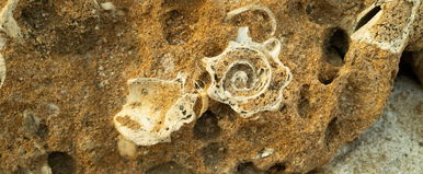 Iszonyatos kinézetű 555 millió éves élőlényt találtak, belőle fejlődött ki az ember, ő volt a gerincesek közös őse?