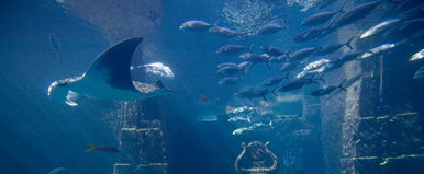 Megtalálták Atlantiszt, sokkoló videó szivárgott ki a felfedezésről, pedig titkolni akarták, egyértelmű hogy ez a legendás város