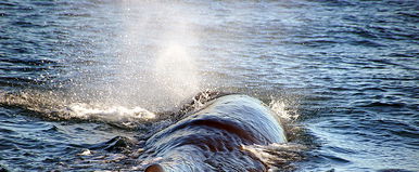 Gigantikus úszó szörnyet fogtak ki a Dunából, alig fért bele a kamera képébe, a videó felperzselte az internetet