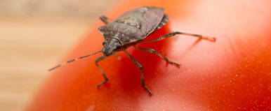 Ezzel az egyszerű trükkel vége a poloskainváziónak, végre tuti megoldás érkezett