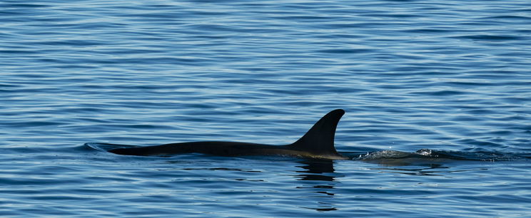 20 millió éves állat olvadt ki a jég alól, a Föld legfélelmetesebb teremtménye került elő