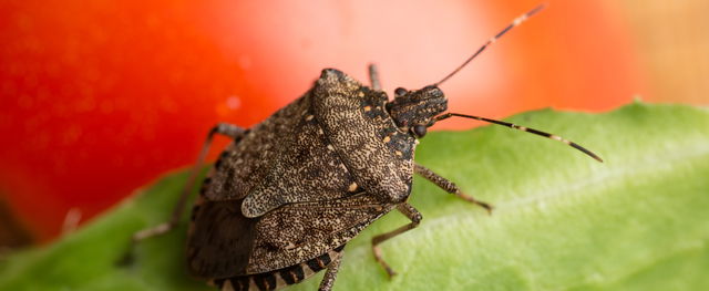 Elképesztő csodamódszert vetettek be a poloskák ellen, már terjed a videó