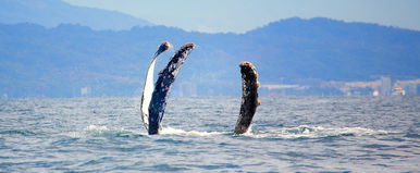 Gigantikus szörnyeteg emelkedett ki az óceán aljáról, a tudósok szívinfarktust kaptak a borzalom láttán
