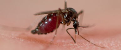 Megcsípte a szúnyog a férfit, felfoghatatlan következményei lettek, itt az évszázad bűnügyi története