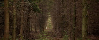 A magyar-román határon van a világ legborzasztóbb helye, senki nem mer bemenni