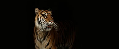 Sosem látott állat jelent meg a Földön, itt a fekete tigris, amelynek a látványától is lever a víz