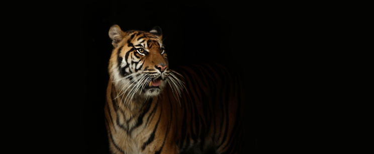 Sosem látott állat jelent meg a Földön, itt a fekete tigris, amelynek a látványától is lever a víz