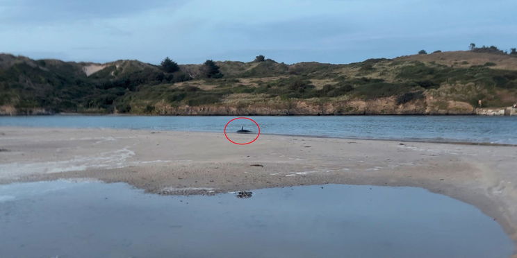 Futásnak eredtek a Duna-parton, bizarr halszörnyet fogott ki a magyar férfi