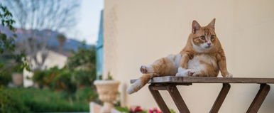 Macskák okoztak hatalmas galibát Kínában