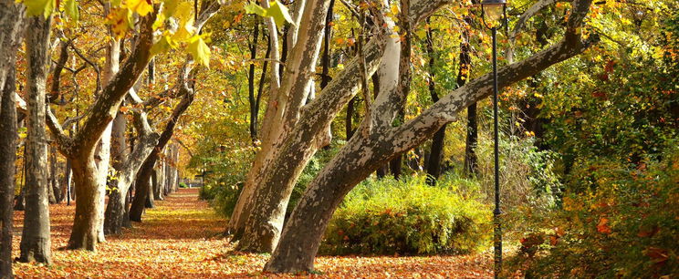 Különös élőlény tűnt fel a Mecsekben, nem lehetett volna ott, mégis megjelent