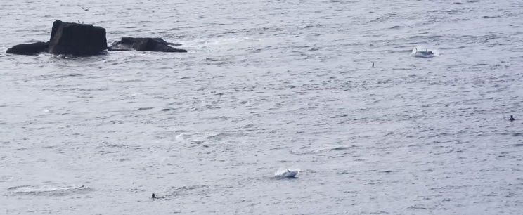 Magyar kislány fogott dunai halszörnyet, azt hittük már kihalt ez a dinoszaurusz