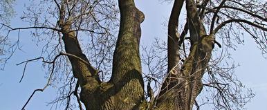 Megtalálták Magyarország legnagyobb fáját, ez a videó sokkolja az országot, még a kamerás keze is megremegett