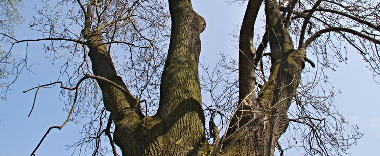 Megtalálták Magyarország legnagyobb fáját, ez a videó sokkolja az országot, még a kamerás keze is megremegett