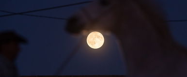 Rémisztő, hogy mit tettek a honfoglaló magyar harcos lovával, még a régészek is irtózva emelték ki a leletet