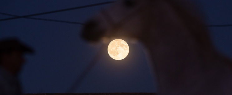Rémisztő, hogy mit tettek a honfoglaló magyar harcos lovával, még a régészek is irtózva emelték ki a leletet