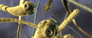 Ezt rendelte az interneten, halálos beteg lett tőle