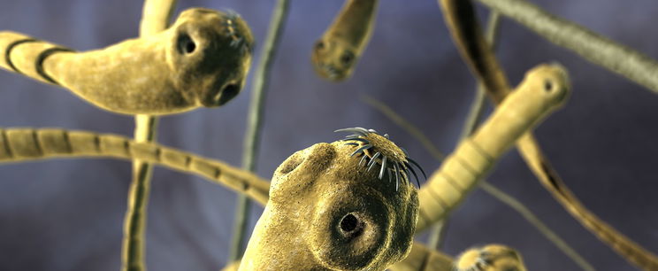 Ezt rendelte az interneten, halálos beteg lett tőle