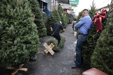 Itt kaphatók Magyarország legolcsóbb karácsonyfái, szinte ingyen adják, özönlik a nép