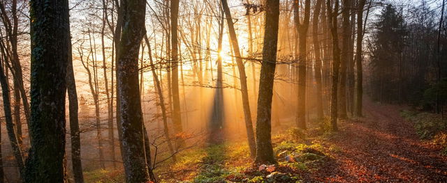 Több mint száz gigantikus fenevad árasztotta el az utat Nógrádban, olyasmit rögzített a kamera, amitől megszólalni sem tudott a szemtanú