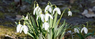 Már látjuk a tél végét, hirtelen robban be a meleg, itt a dátum, amit milliók vártak már