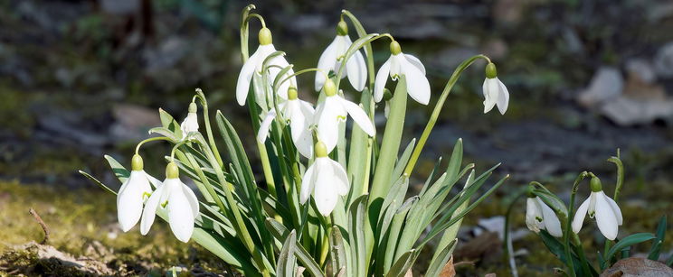 Már látjuk a tél végét, hirtelen robban be a meleg, itt a dátum, amit milliók vártak már