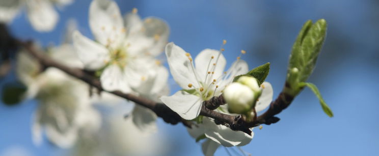 A fordulat óriási, a februári időjárás ránk rúgja az ajtót, nincs már megállás