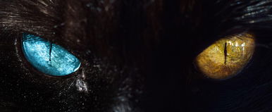 Éveken át félreértetted a macskád, 3 tiltott jelzés és amivel végre emberként kezel majd, és a hiba, amivel halálosan megsérted