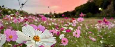 Megvan a dátum, ekkor tör be a tavaszias időjárás hazánkba