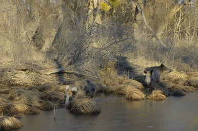 Rejtélyes hibrid állatok lepték el a fukusimai atomkatasztrófa helyszínét, teljesen kiszorították az őshonos élővilágot