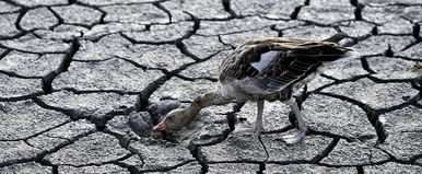 Megvan a Velencei-tó eltűnésének oka, olyan dolgot találtak a kutatók a víz felszíne alatt, amire nem számítottak