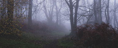 Rettegnek a magyarok, medvék után egy falka félelmetes ragadozó kóborol két vármegyében is