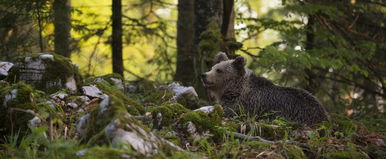 Nincs vége a medve ügynek, újra vadállatot észleltek Pest megyében
