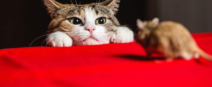 Kvíz: 10 magyarból 9 elbukik a Macskafogó teszten